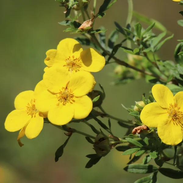 彩票网捕鱼游戏